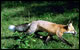 Living with wildlife in CPN